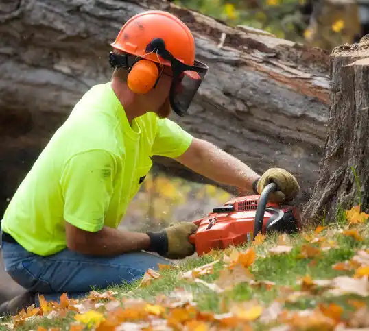 tree services Ann Arbor